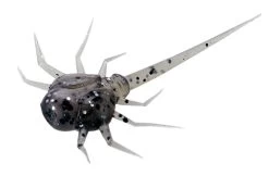 13 Fishing - Coconut Crab - Panfish Plastics -Ice Fishing Equipment Store CC PP 1 Z 39584.1604078623