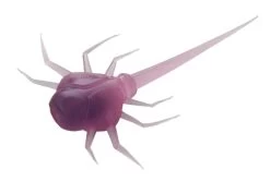 13 Fishing - Coconut Crab - Panfish Plastics -Ice Fishing Equipment Store CC PR 1 Z 28469.1604078623